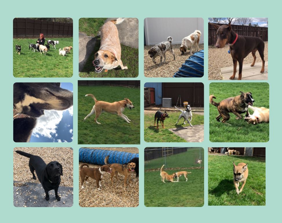 Dog Boarding Naperville IL