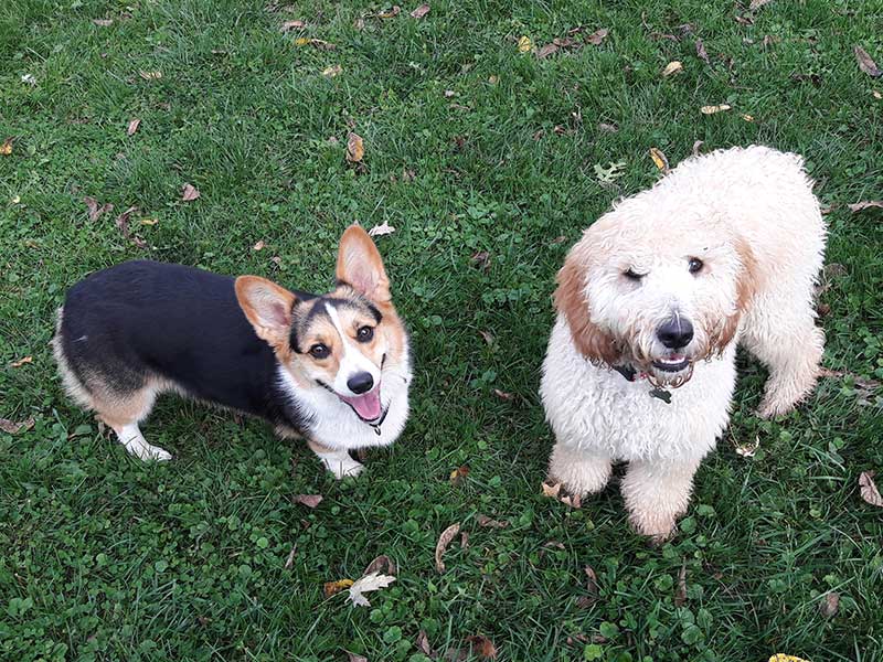 Two Dogs at Day Care