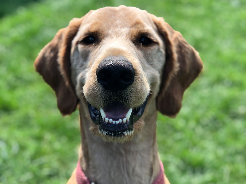 Dog Enjoying Day Care