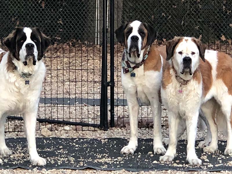 Three Dogs at Day Care