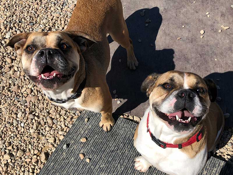Happy Dogs at Day Care