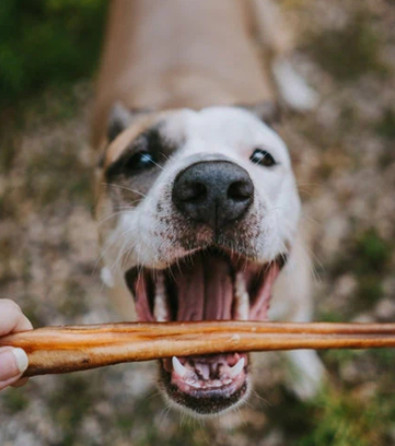pup with bully stick