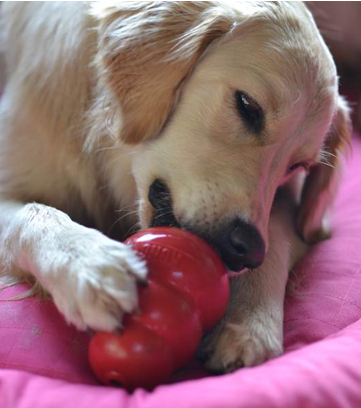 pup with kong treat